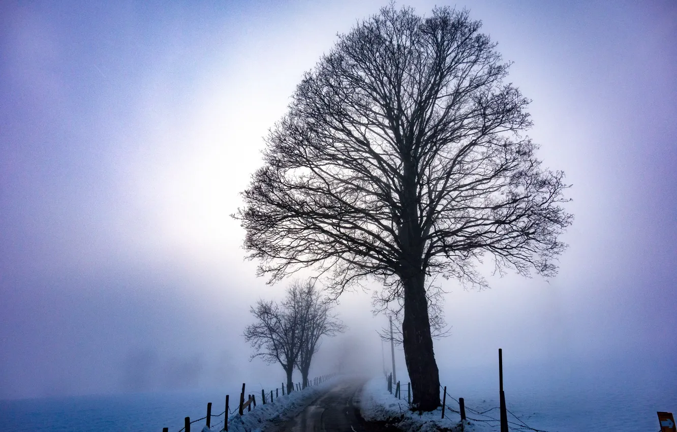Photo wallpaper winter, road, fog, tree, morning
