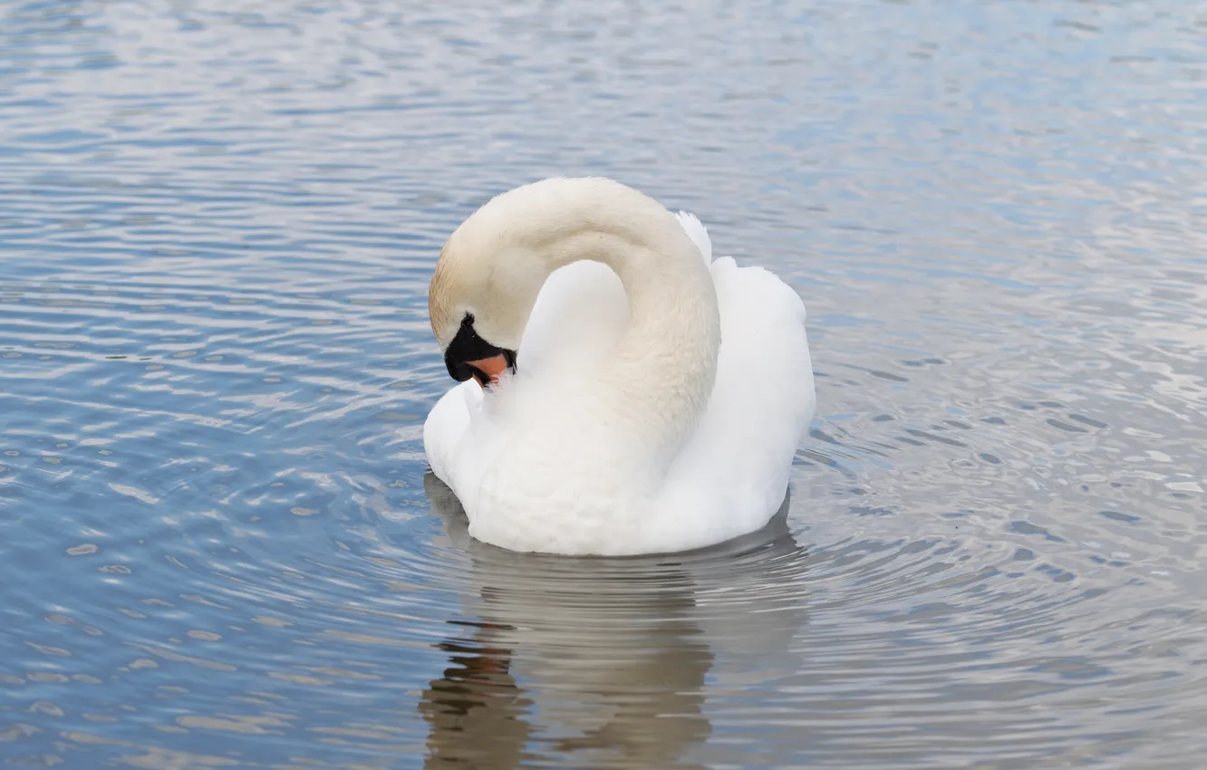 Photo wallpaper white, reflection, ruffle, grace, swans, pond, tail