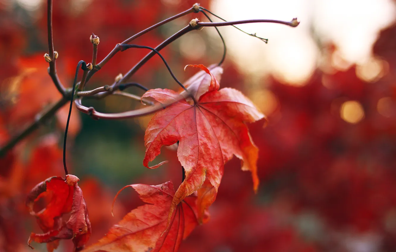 Photo wallpaper autumn, red, sheet, maple