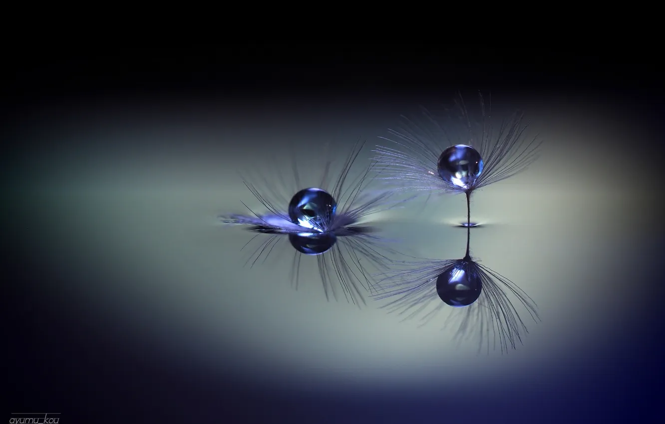 Photo wallpaper water, dandelion, the parachutes