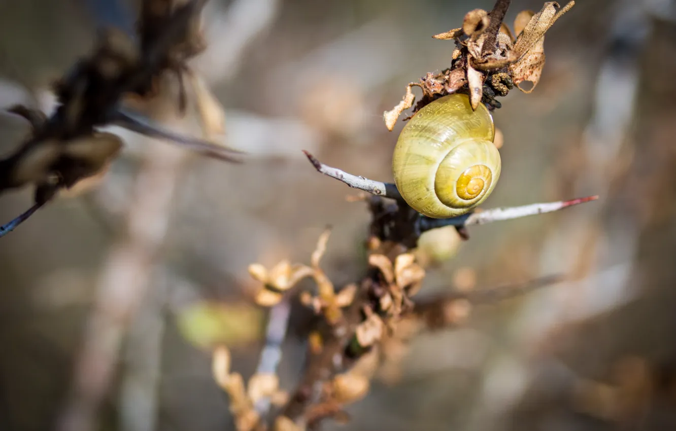 Photo wallpaper macro, branches, snail