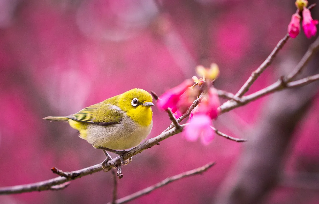 Photo wallpaper branches, bird, Sakura, flowering