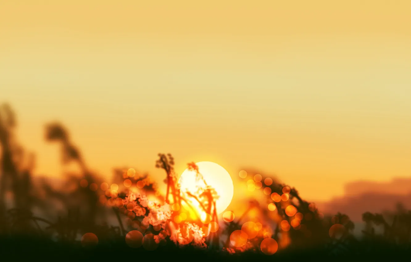 Photo wallpaper grass, the sun, sunset, nature, by Gracile