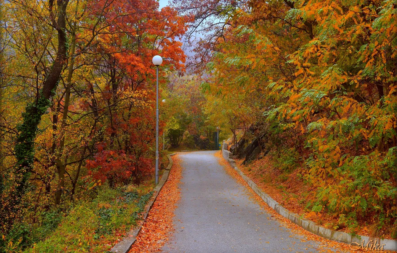 Photo wallpaper road, autumn, trees, foliage, colors, road, trees, autumn