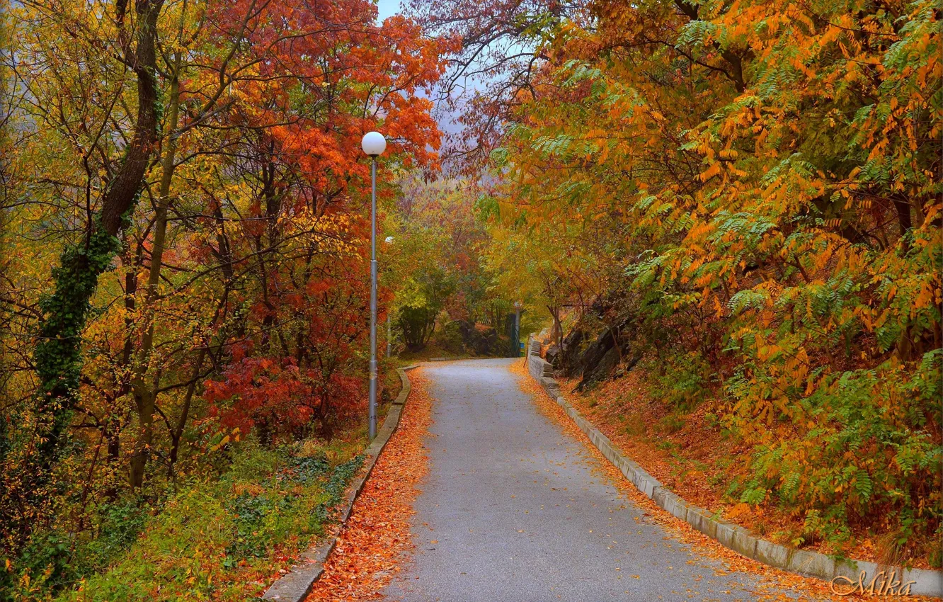 Photo wallpaper Road, Autumn, Trees, Fall, Foliage, Autumn, Colors, Road