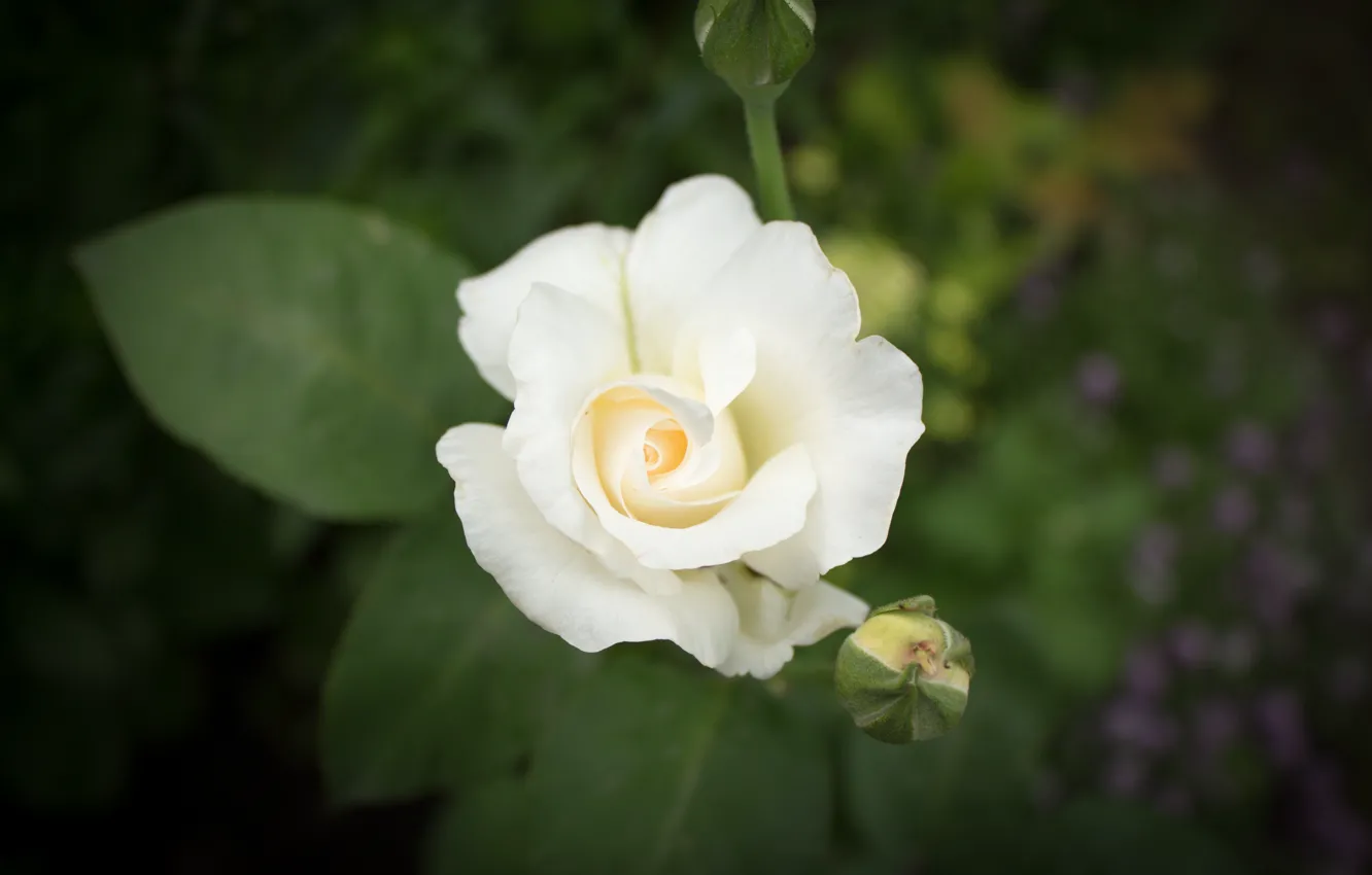 Photo wallpaper Rose, Flower, Bud