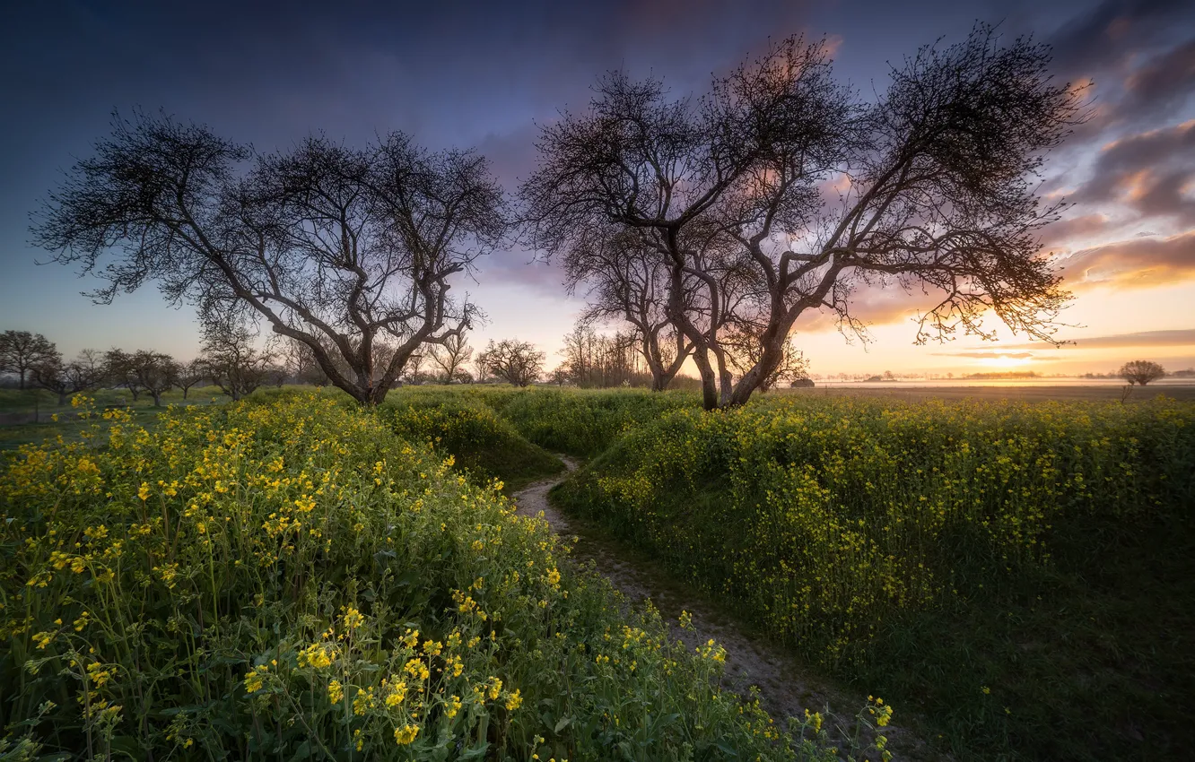 Photo wallpaper field, trees, flowers, meadow, path
