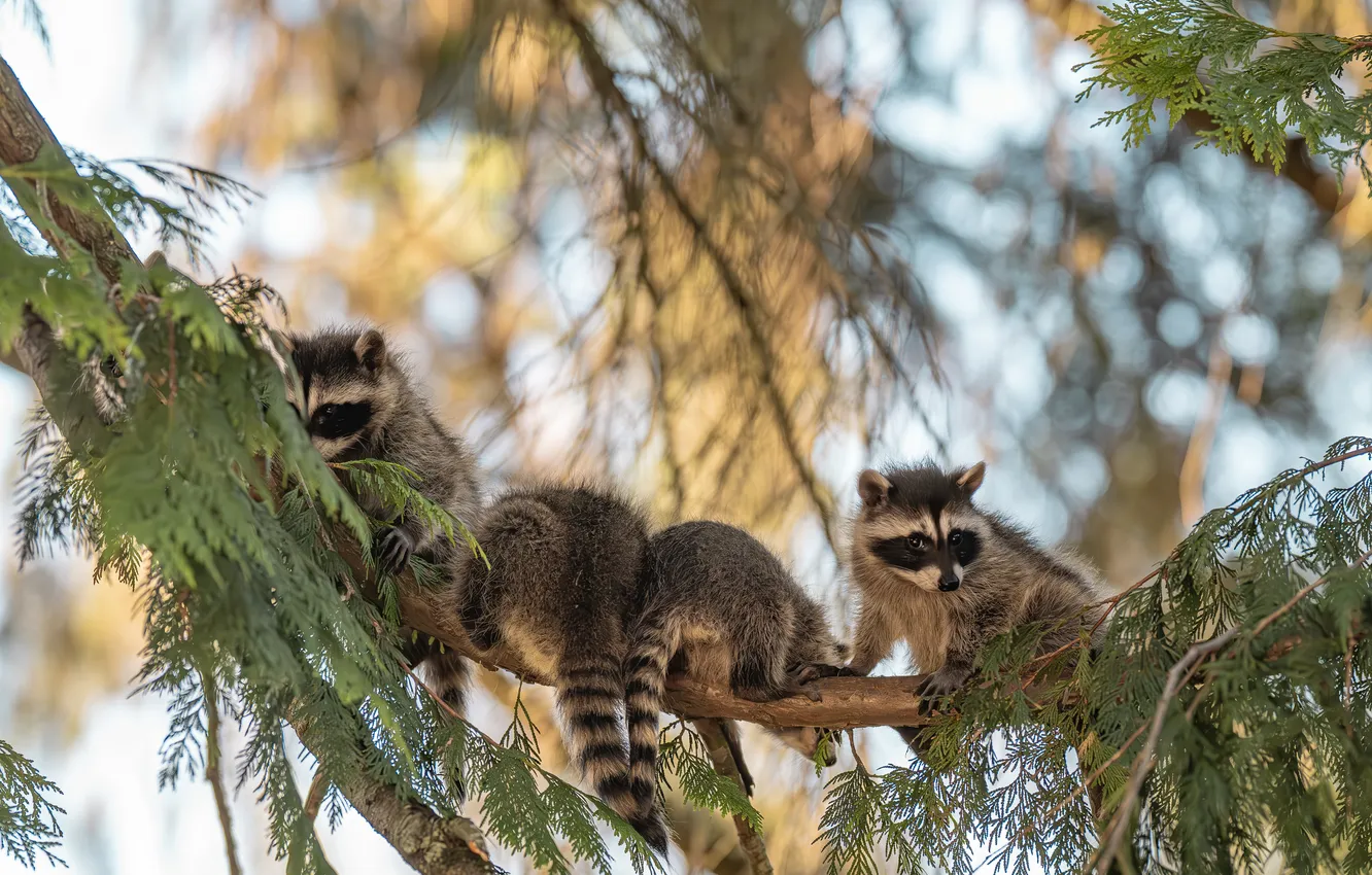 Photo wallpaper look, branches, tree, raccoon, needles, bokeh, Quartet, raccoons