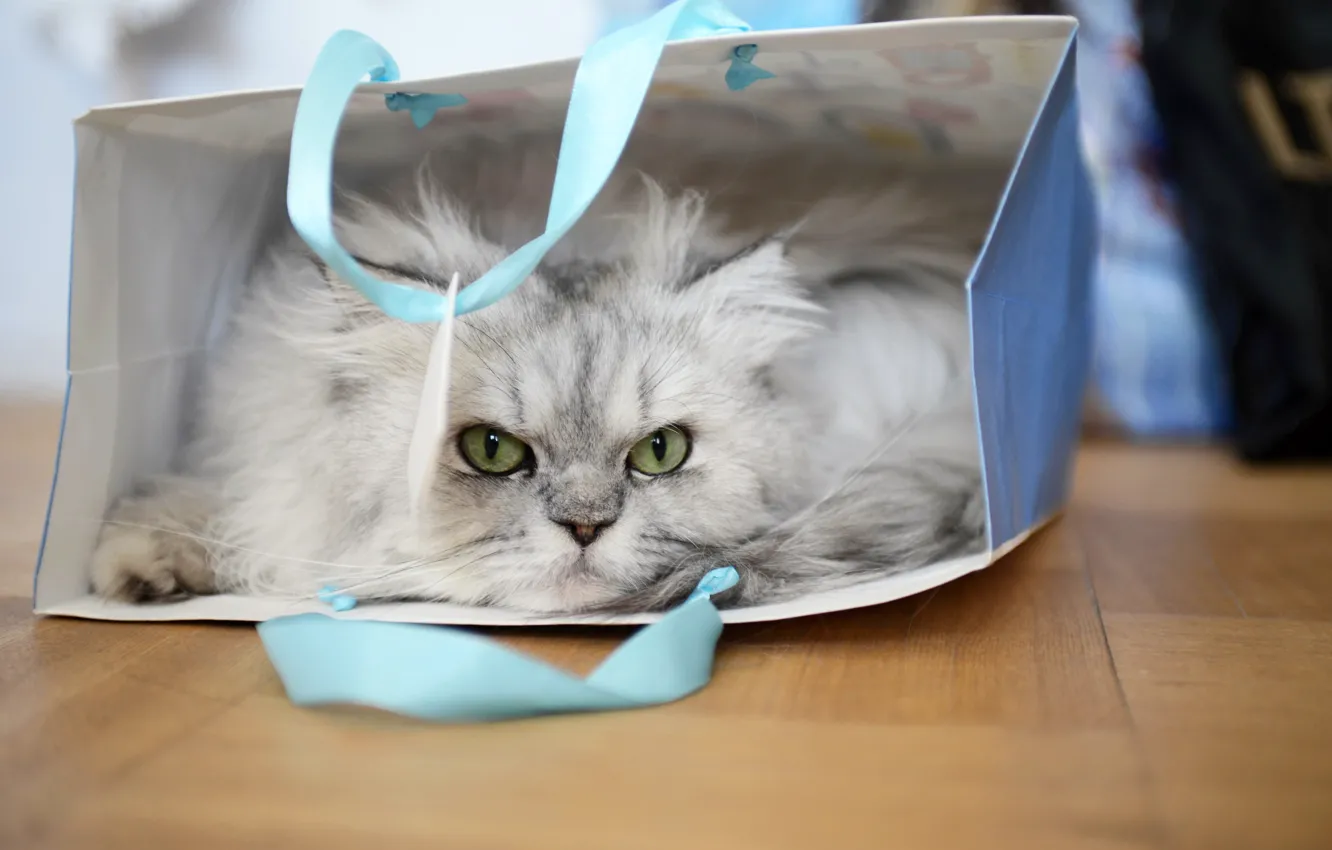 Photo wallpaper cat, look, package, cat, Fluffy
