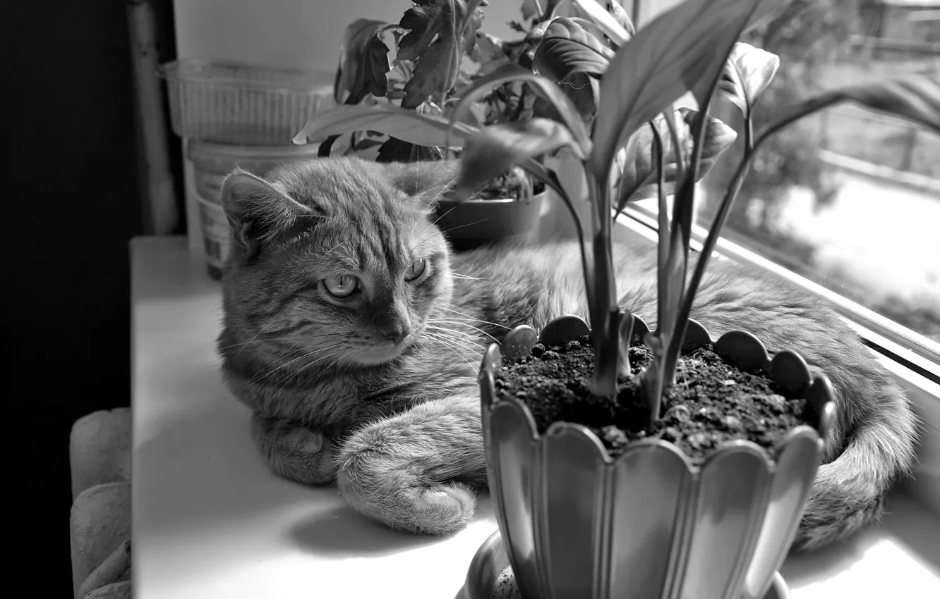 Photo wallpaper cat, flowers, stay, towel, chest, black and white.