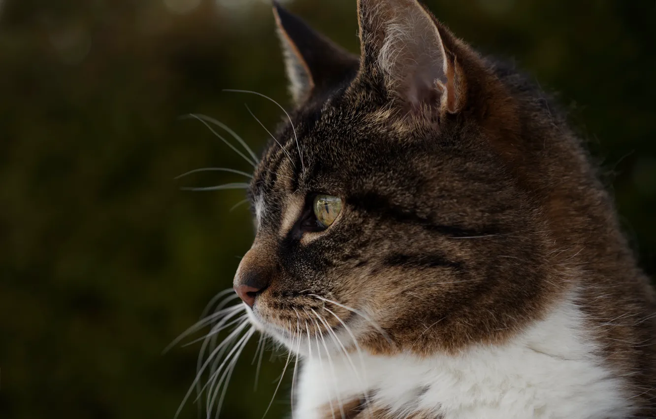 Photo wallpaper cat, cat, look, face, the dark background, grey, portrait, profile