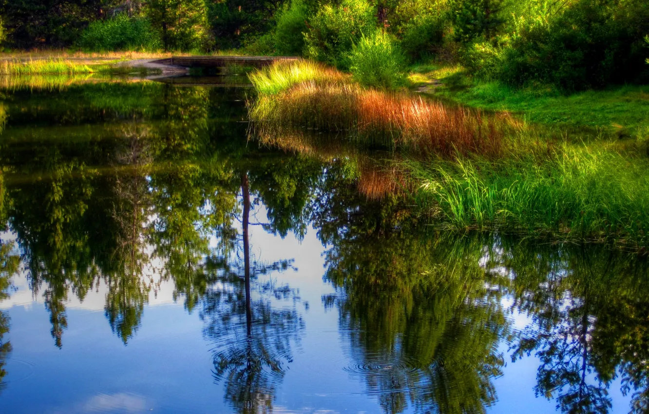 Photo wallpaper forest, grass, water, trees, pond, reflection, reed, the bridge
