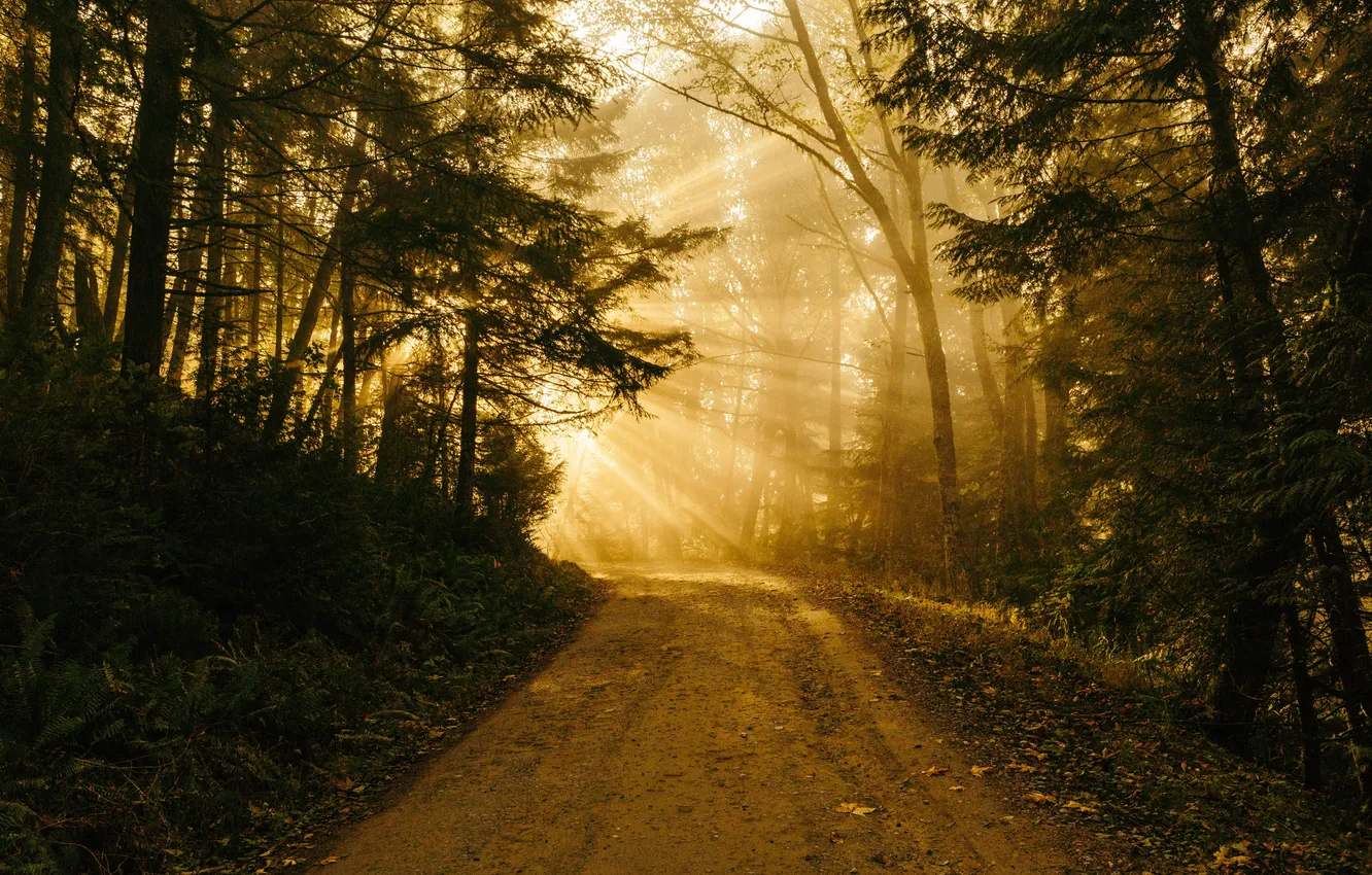 Photo wallpaper road, forest, summer, the sun, rays, light