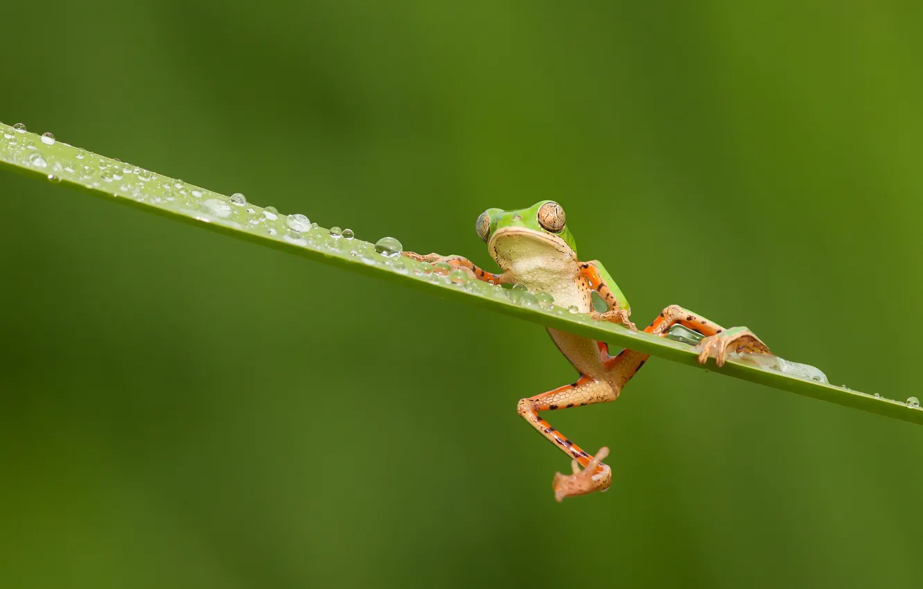 Photo wallpaper drops, frog, green background, a blade of grass