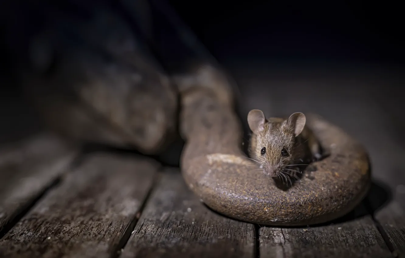 Photo wallpaper background, mouse, floor