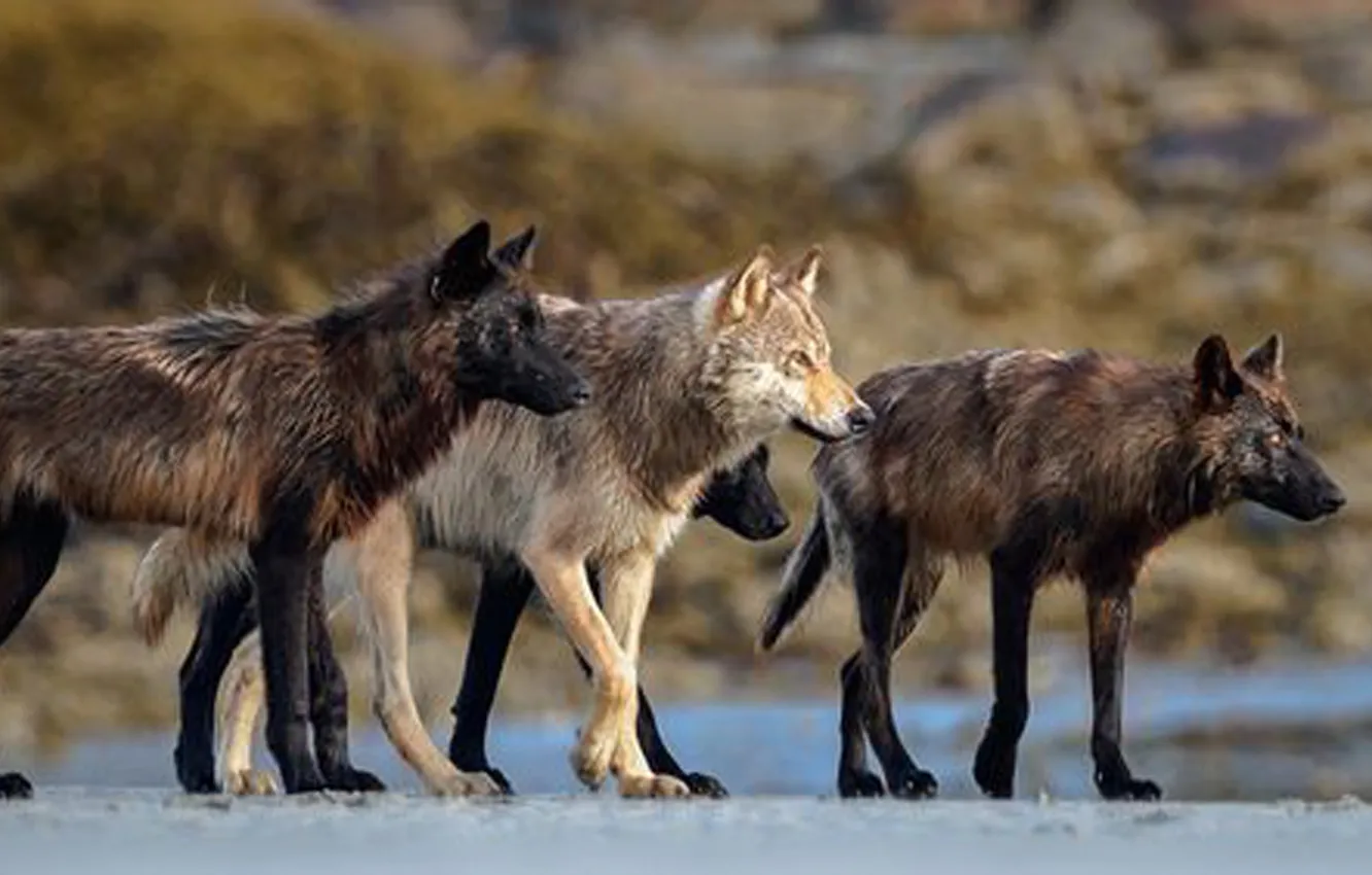 Photo wallpaper Predator, nature, snow, face, animal, wolf, canis lupus, wildlife