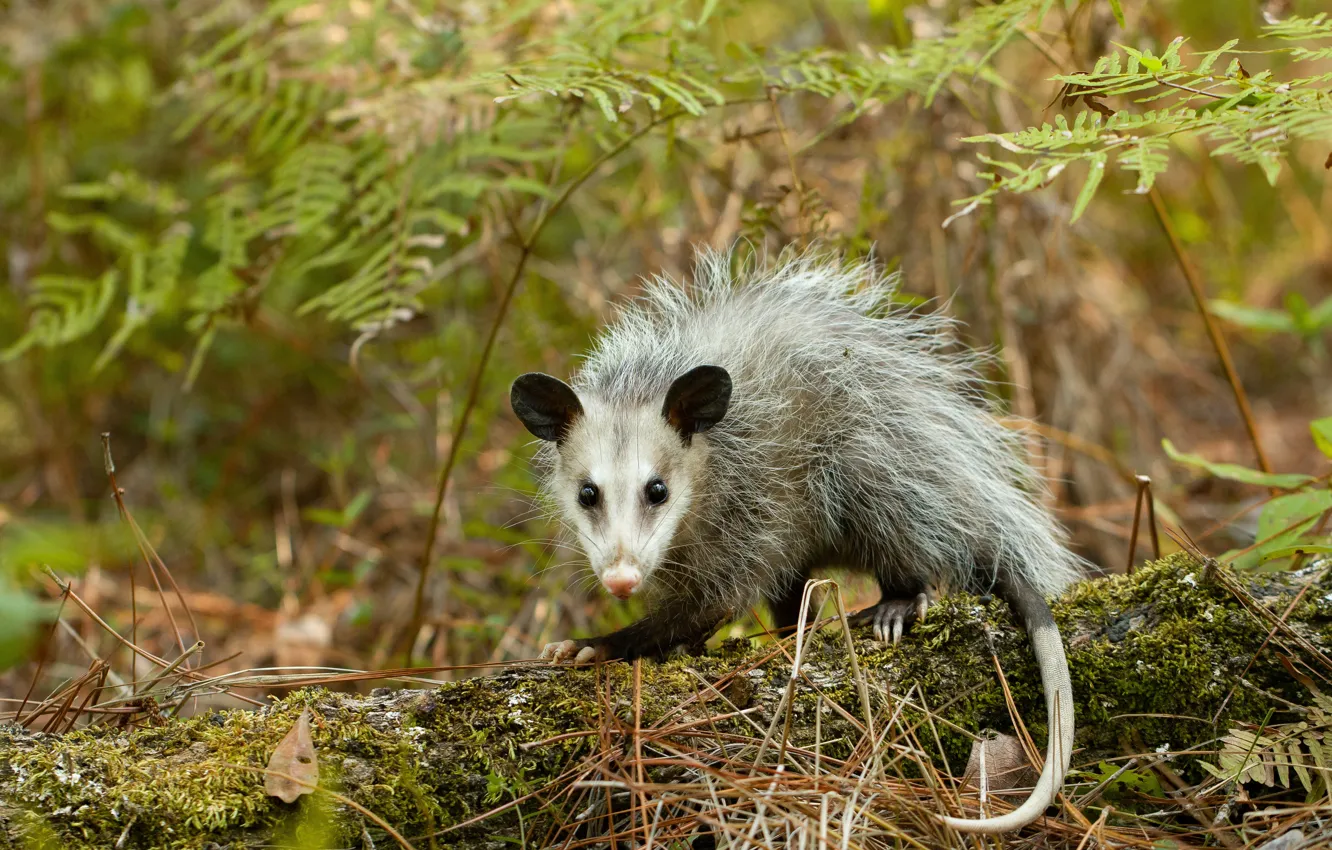 Photo wallpaper nature, possum, animal