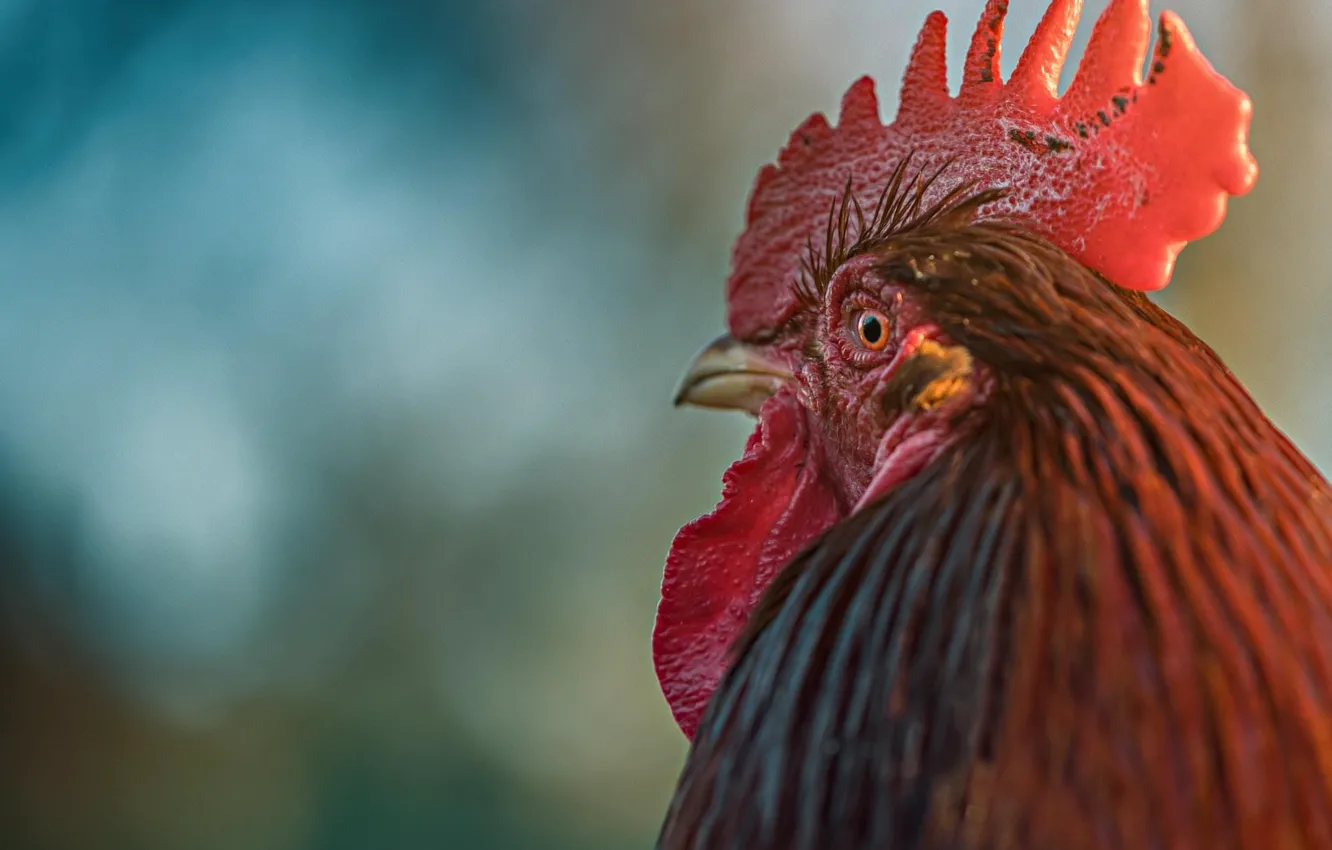 Photo wallpaper look, background, bird, portrait, treatment, scallop, cock