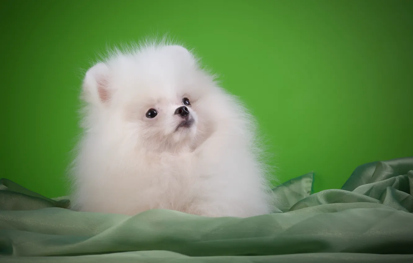 Photo wallpaper white, puppy, breed, Spitz