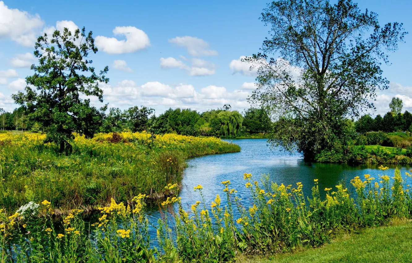 Photo wallpaper field, forest, the sky, grass, clouds, trees, landscape, flowers