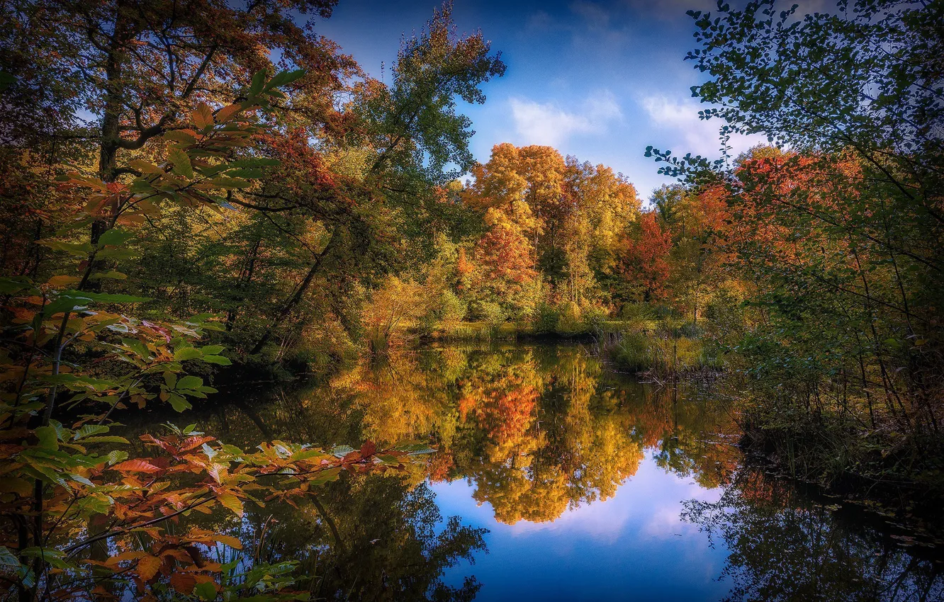 Photo wallpaper forest, nature, lake, river