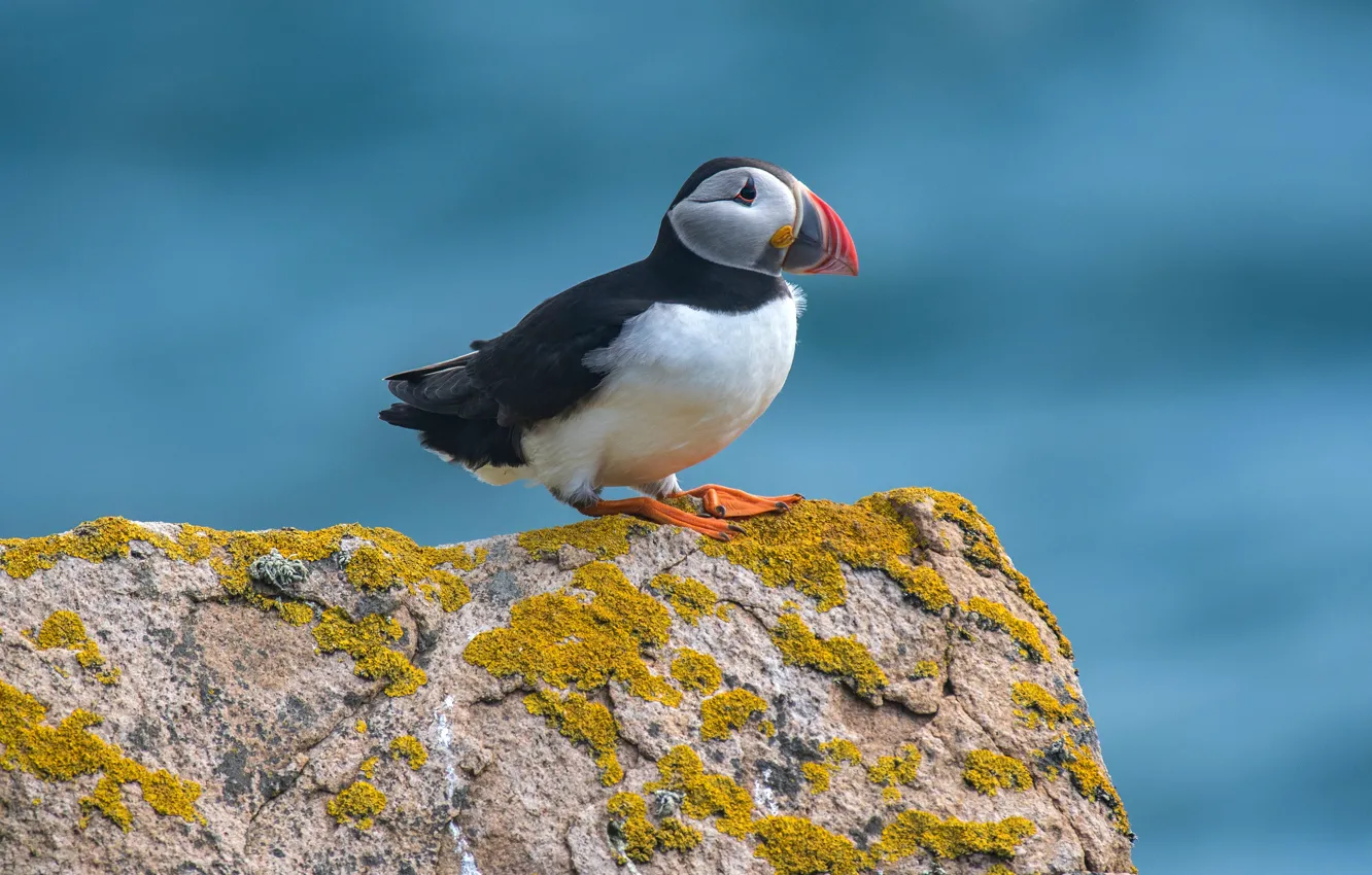 Photo wallpaper the sky, stones, background, blue, bird, profile, stalled, Atlantic