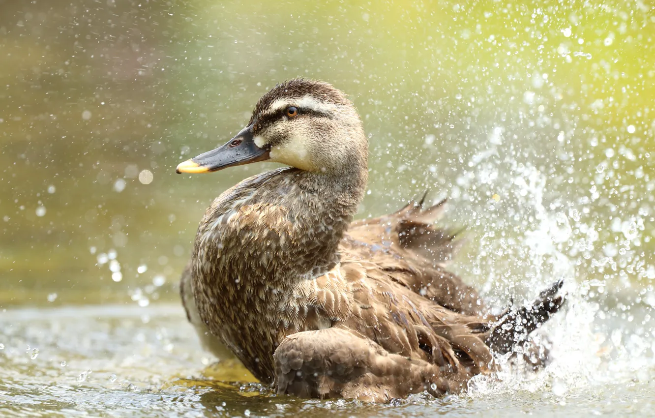 Photo wallpaper bird, duck, bathing, pond