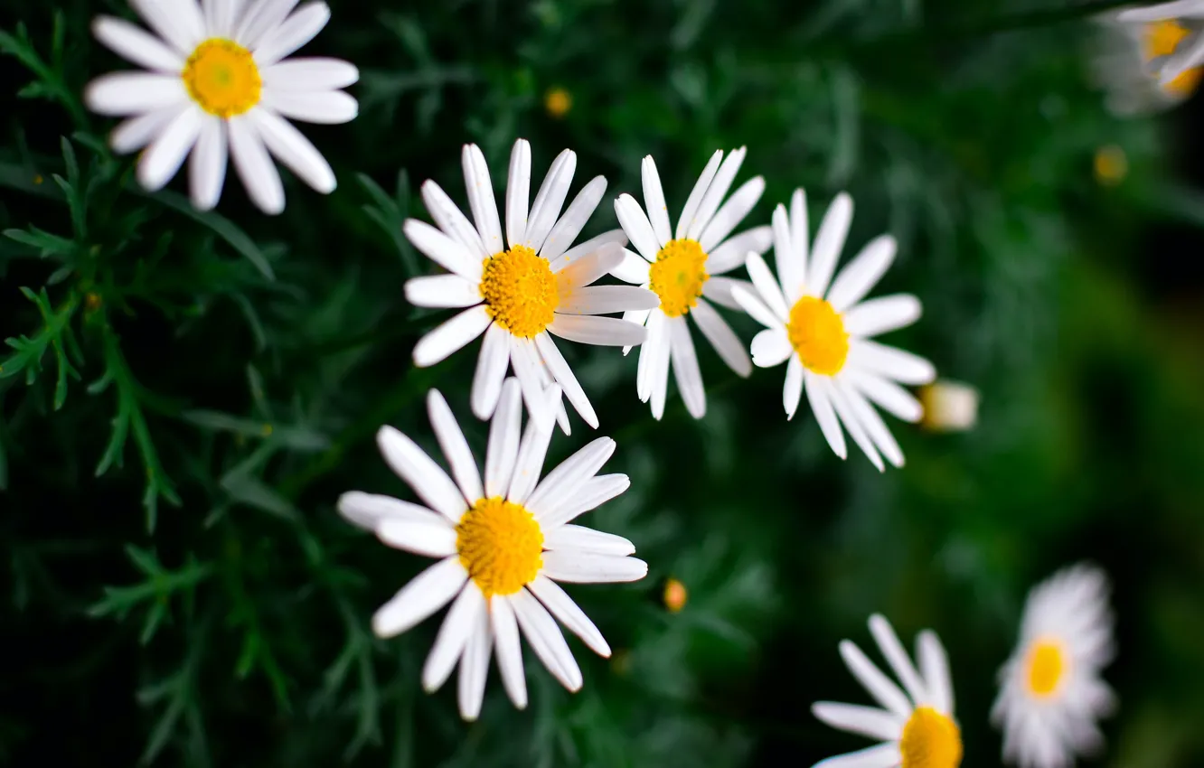 Photo wallpaper summer, flowers, nature, background, Wallpaper, plant, chamomile, wallpaper