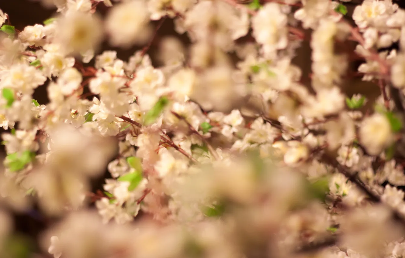 Photo wallpaper flowers, cherry, spring, Japan, Sakura, flowering, insta:kportfolio