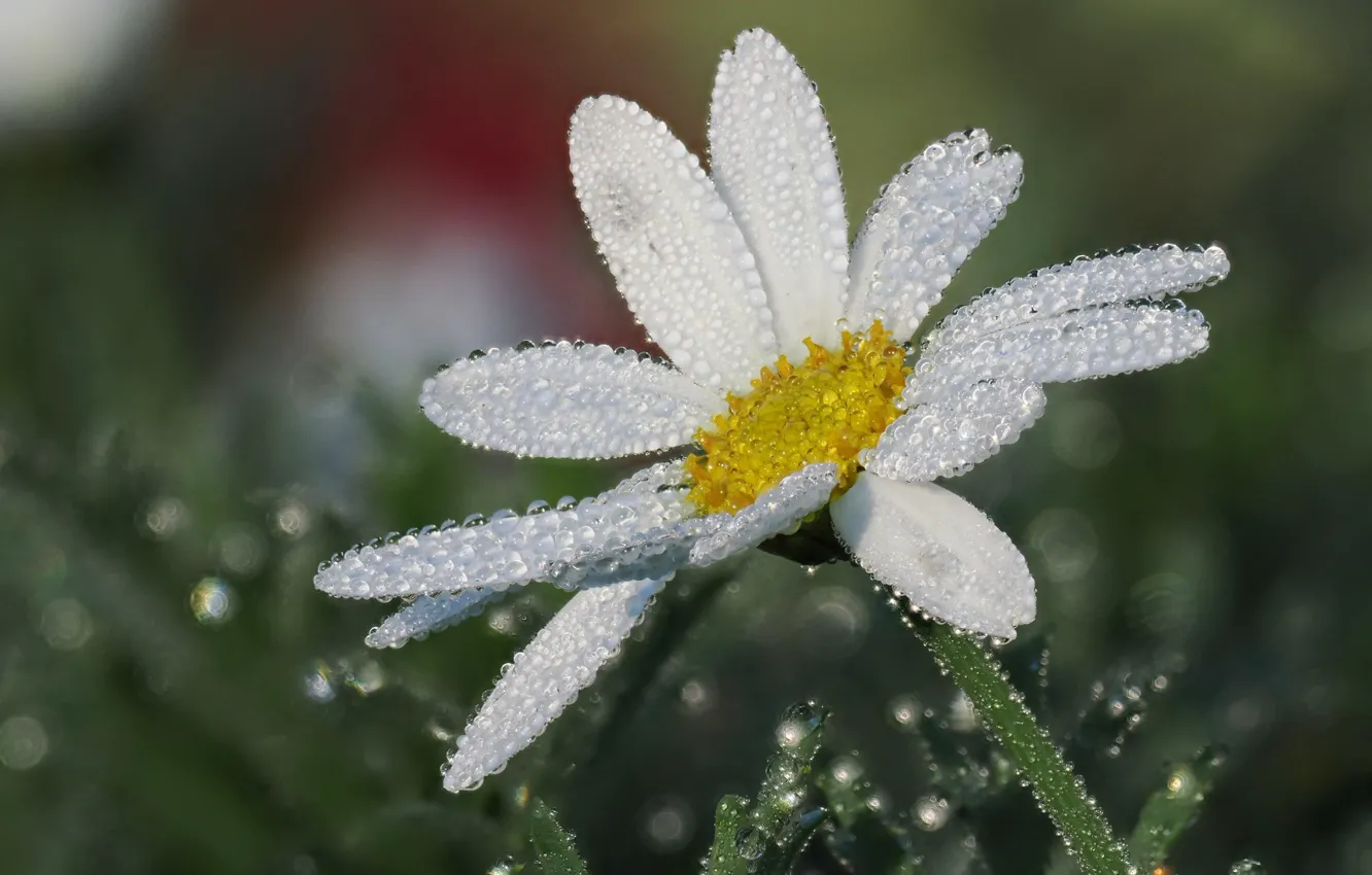 Photo wallpaper drops, macro, flowers, Rosa, chamomile