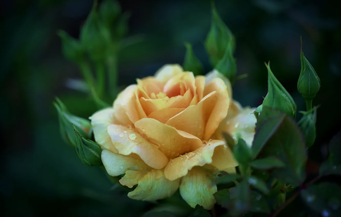Photo wallpaper flowers, yellow, roses