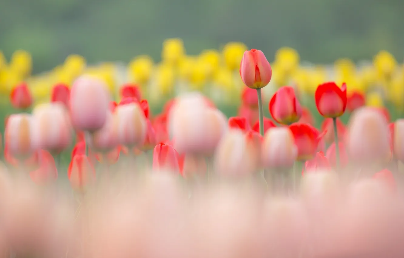 Photo wallpaper flowers, tulips, flowers, tulips