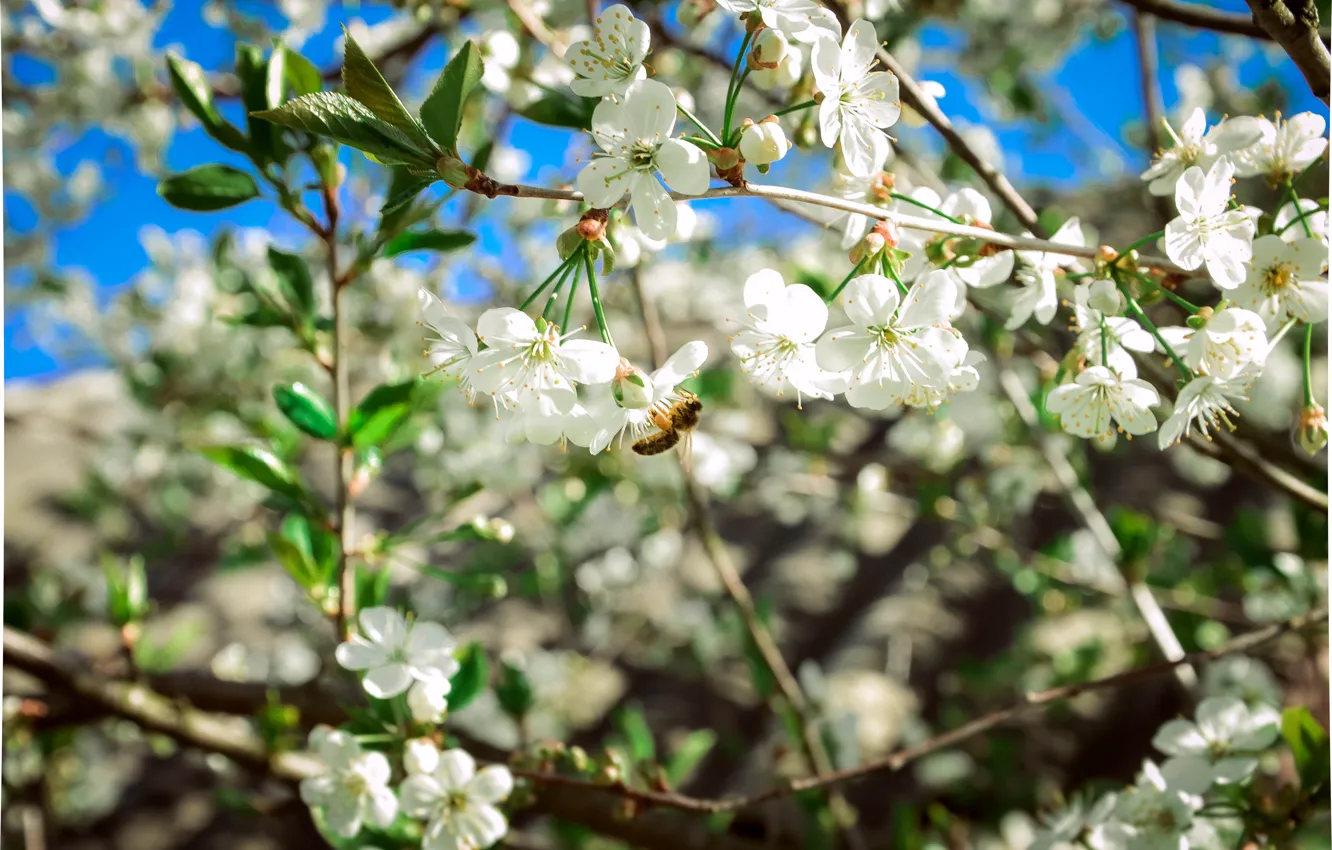 Photo wallpaper cherry, bee, Spring, flowering