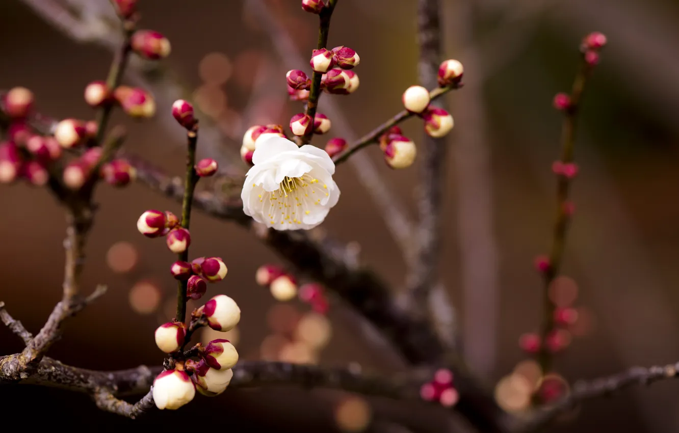 Photo wallpaper white, flower, cherry, branch, blur, kidney
