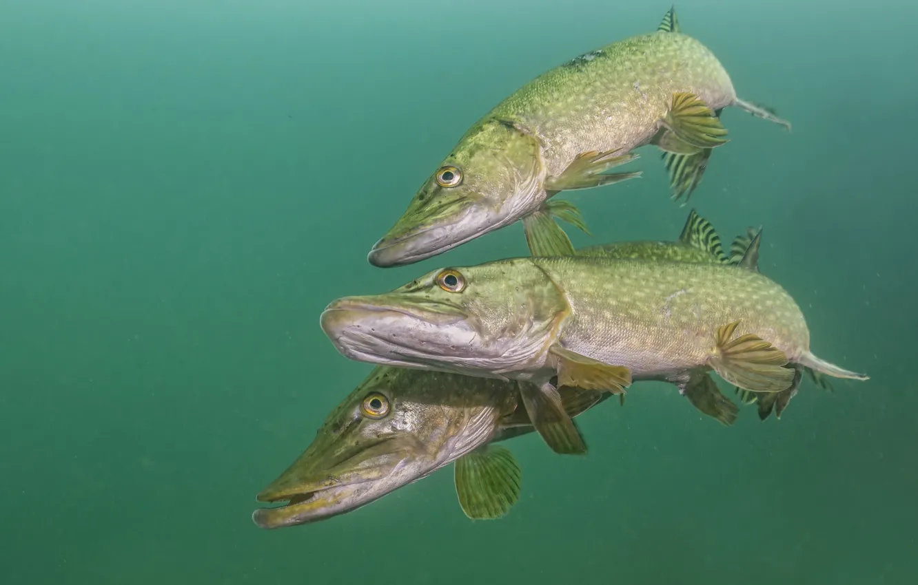 Photo wallpaper water, fish, trio, pike