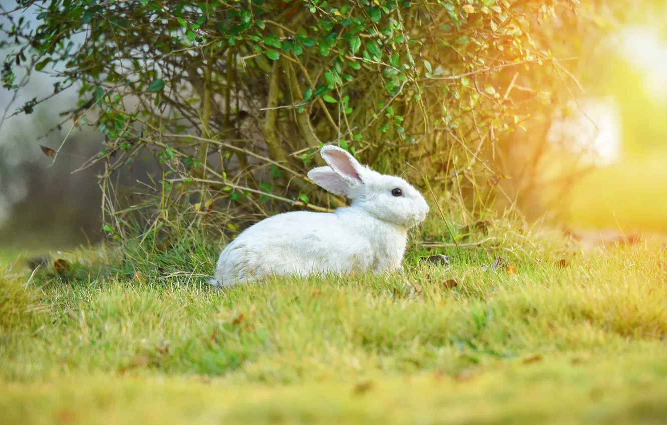 Photo wallpaper white, grass, look, leaves, light, branches, nature, background