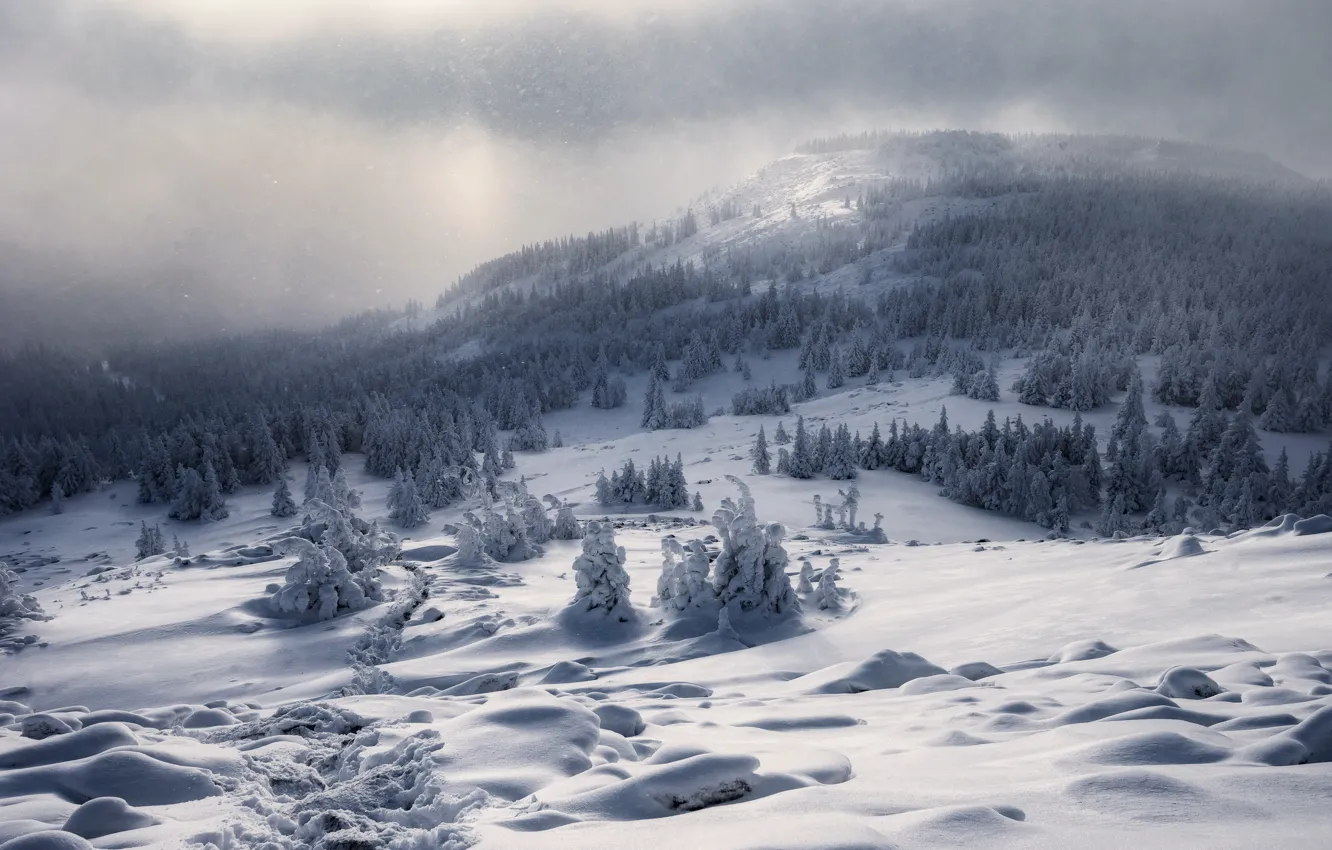 Photo wallpaper winter, forest, snow, mountains, fog, ate, the snow, haze