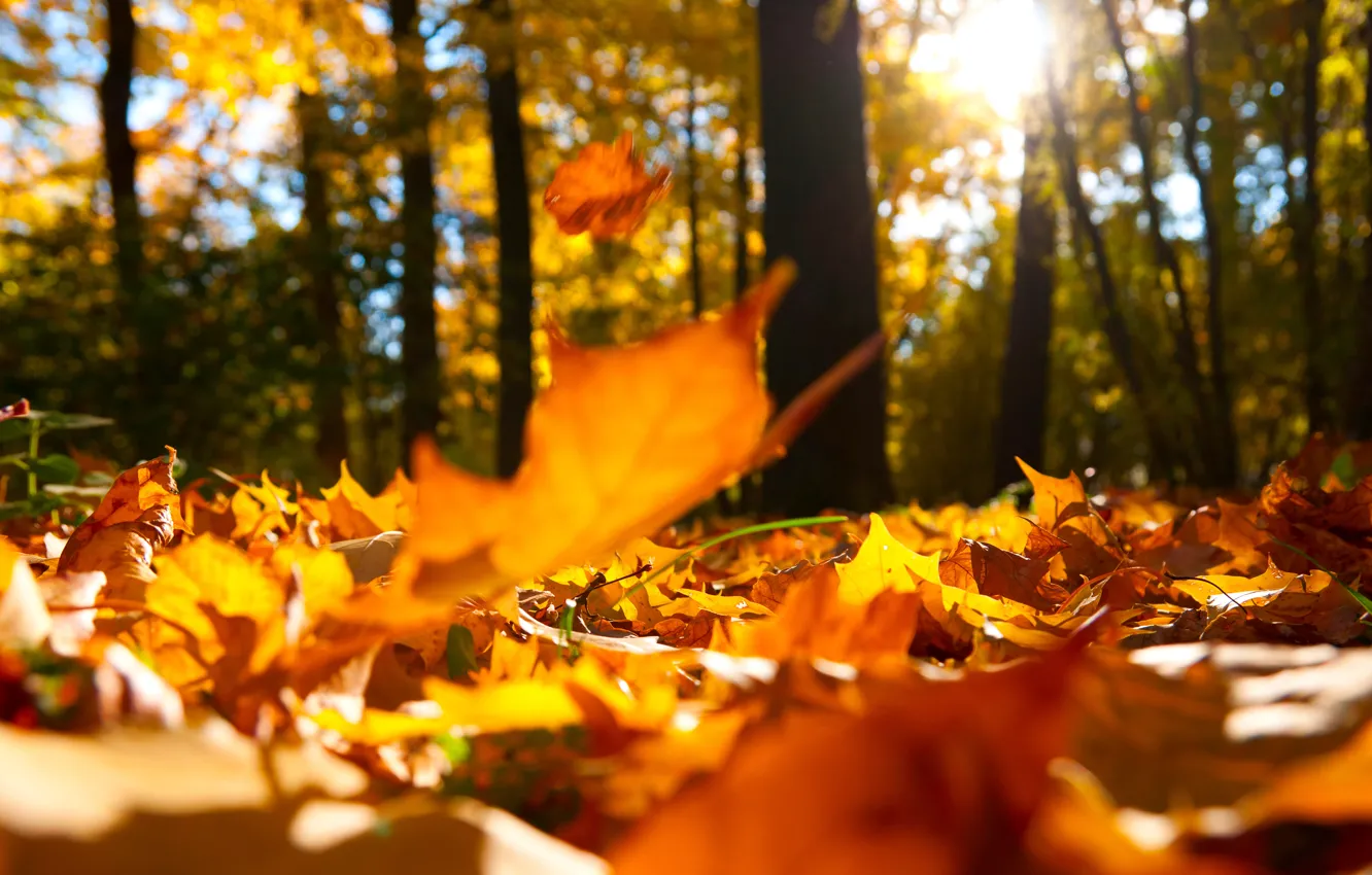 Photo wallpaper forest, macro, landscape, nature, beautiful, forest, landscape, nature