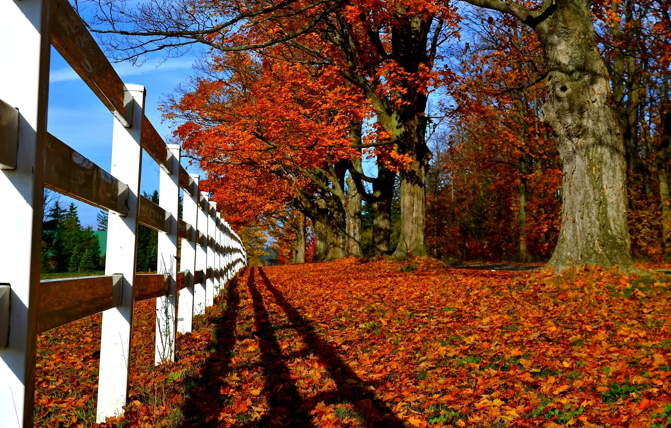Photo wallpaper road, autumn, forest, leaves, trees, nature, Park, colors