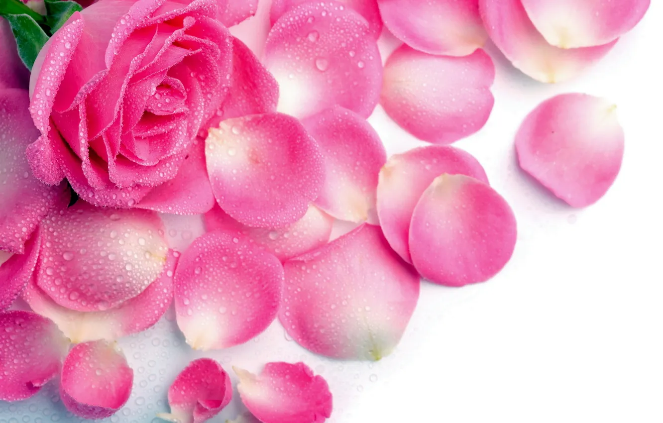 Photo wallpaper drops, moisture, roses, petals