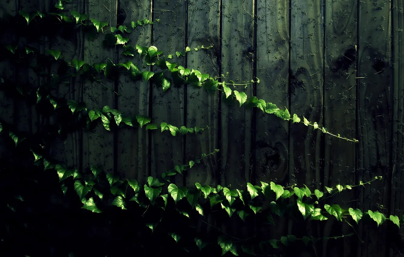 Photo wallpaper leaves, wall, Board, plant, shadow