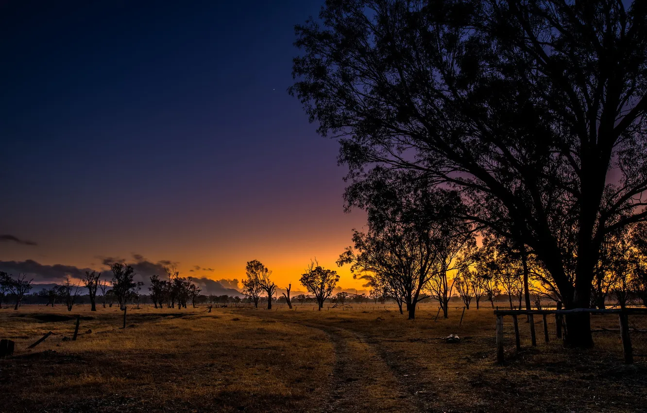 Photo wallpaper field, trees, morning