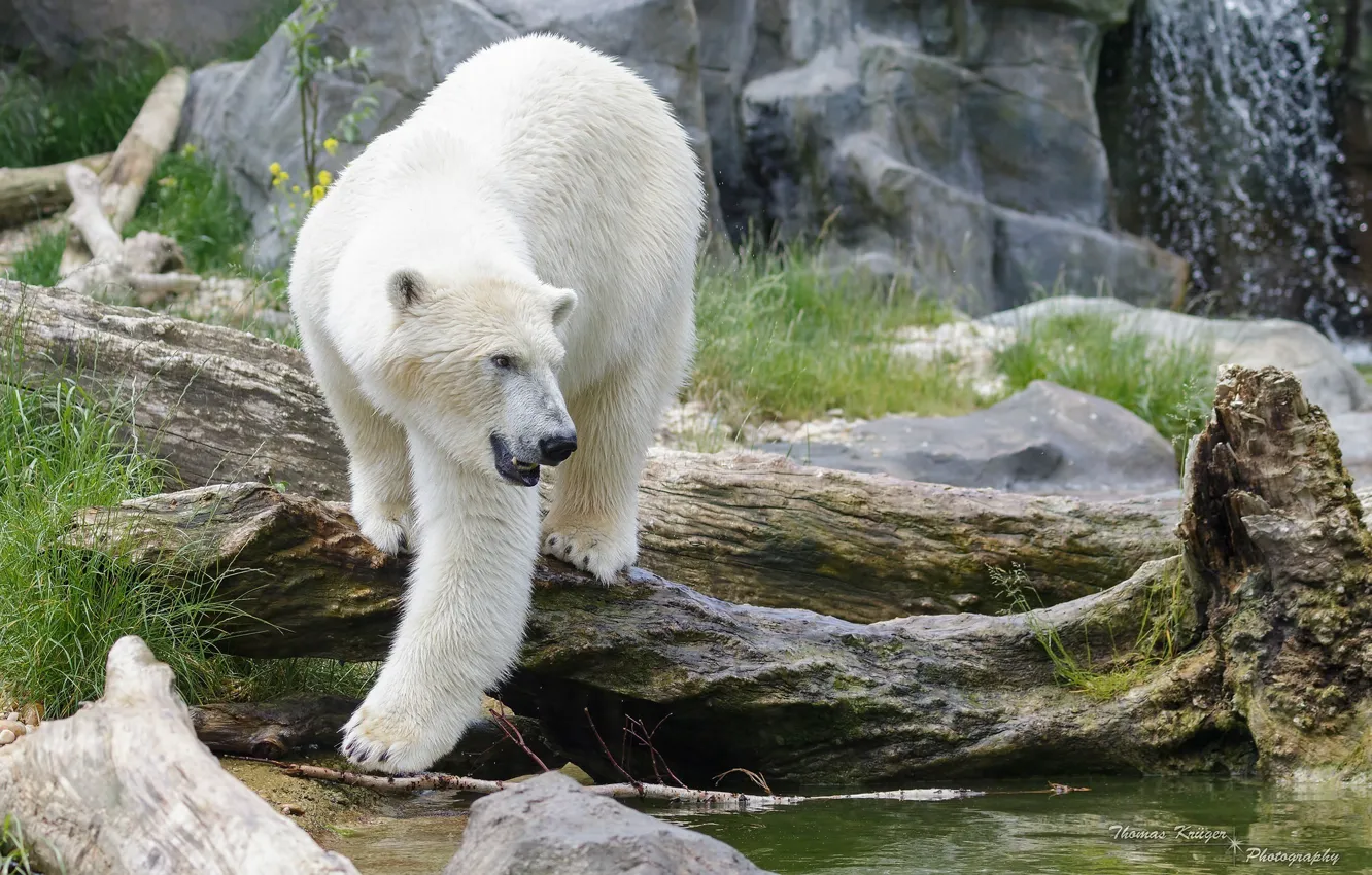 Photo wallpaper predator, polar bear, zoo, polar bear
