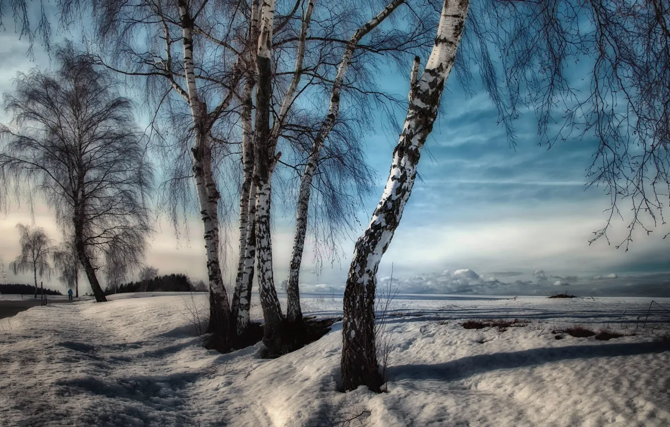 Photo wallpaper winter, road, birch