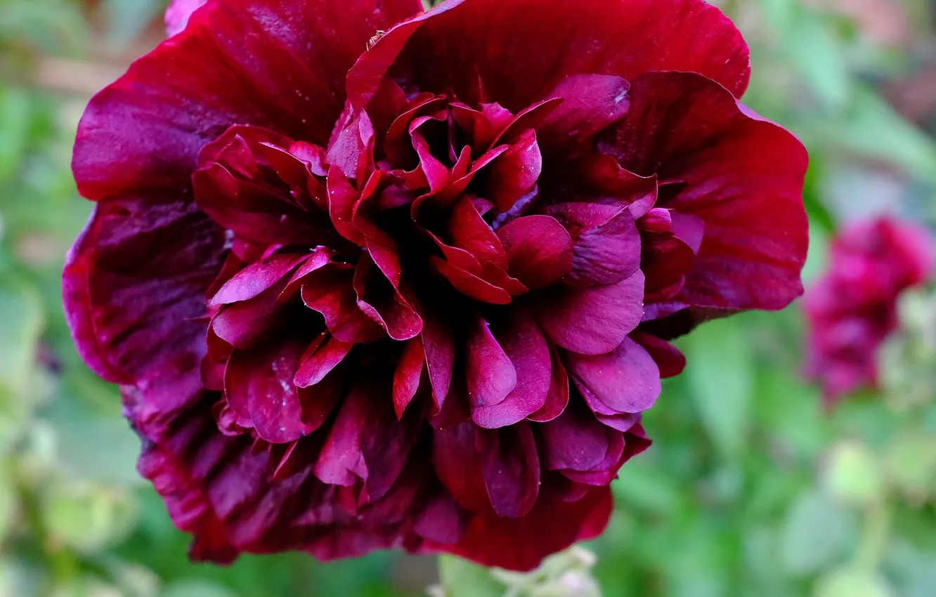 Photo wallpaper close-up, fluffy, Bud of peony