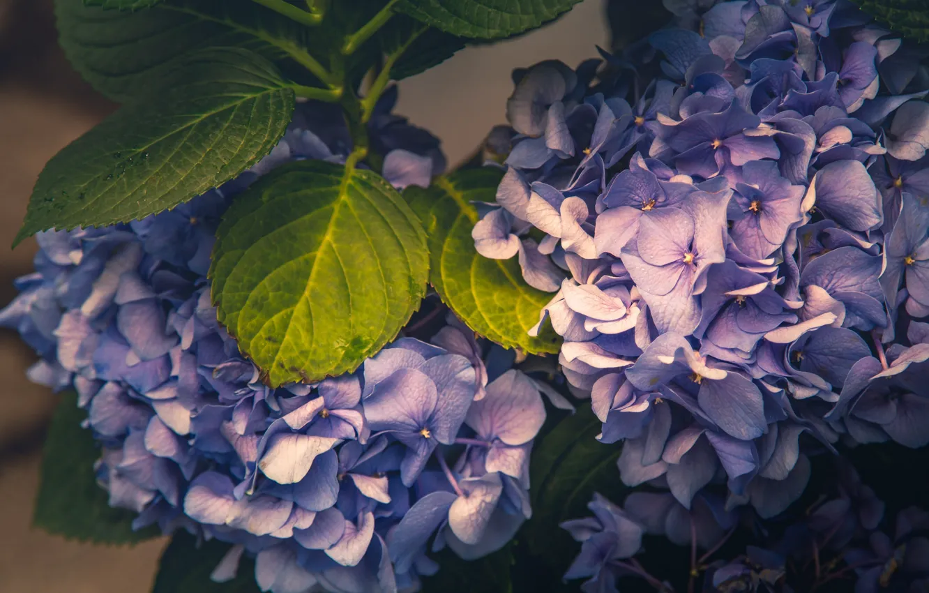 Photo wallpaper macro, hydrangea, inflorescence