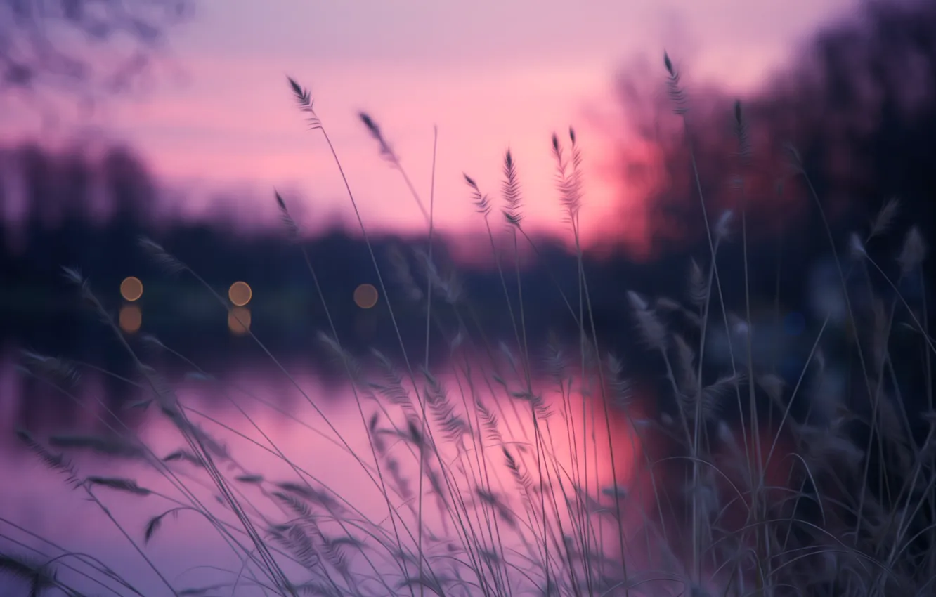 Photo wallpaper grass, pink, lake, bokeh, herb