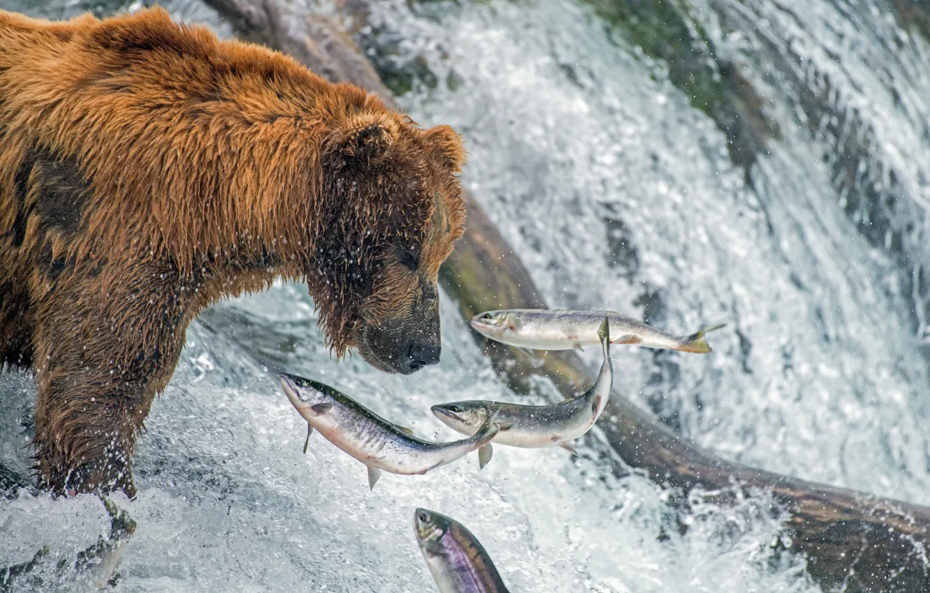 Photo wallpaper fish, river, fishing, bear, Alaska, grizzly, salmon