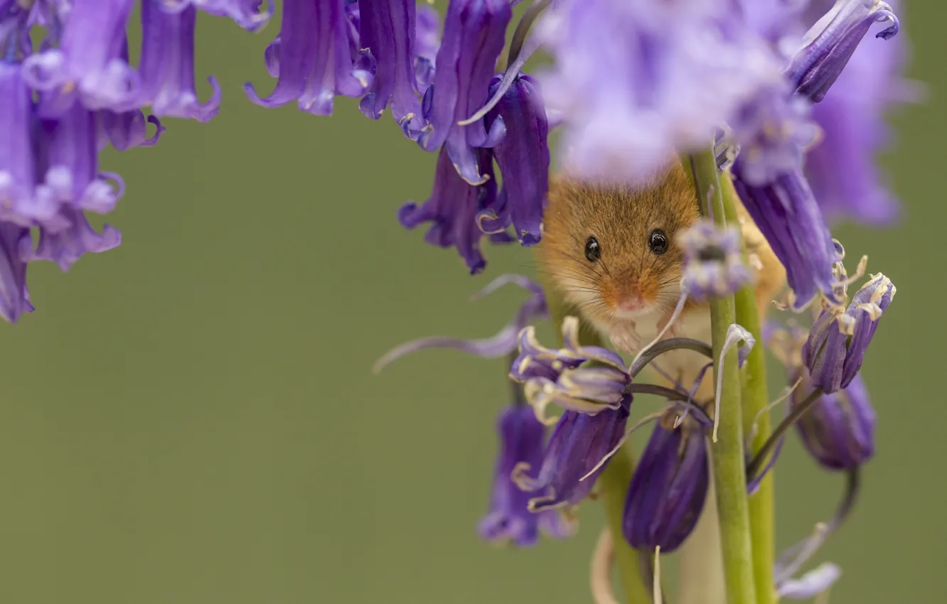 Photo wallpaper macro, flowers, mouse, bells, Harvest Mouse, The mouse is tiny