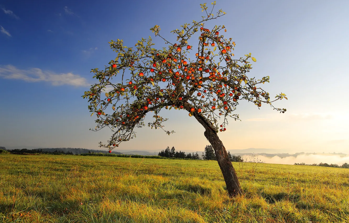 Photo wallpaper summer, apples, Apple